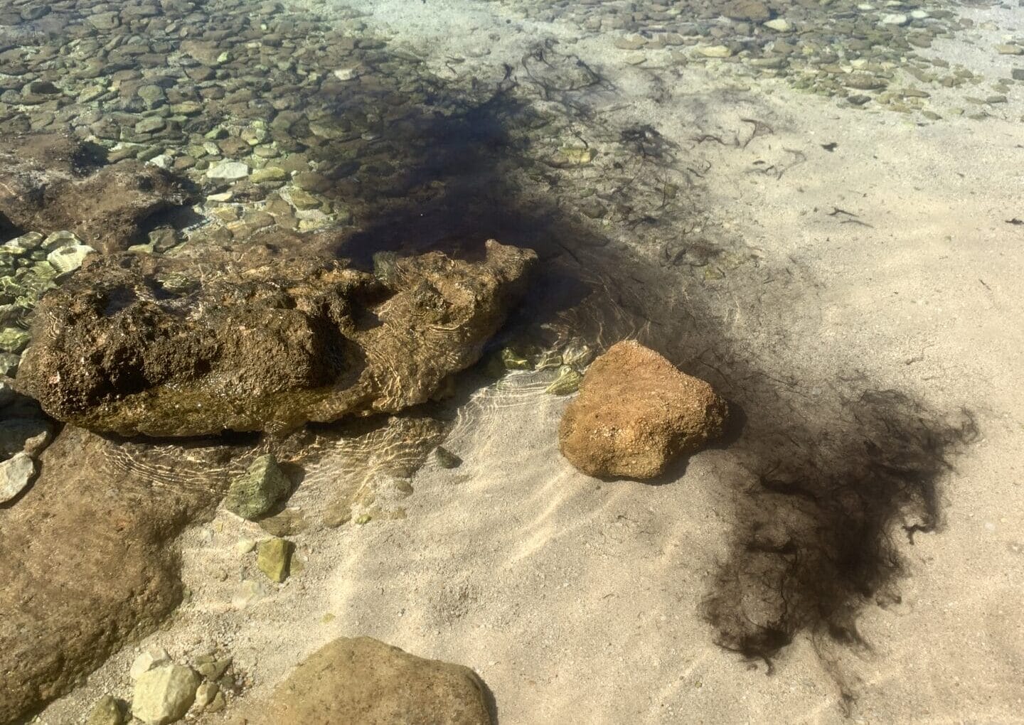 squid ink in water